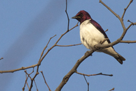 Cinnyricinclus leucogaster